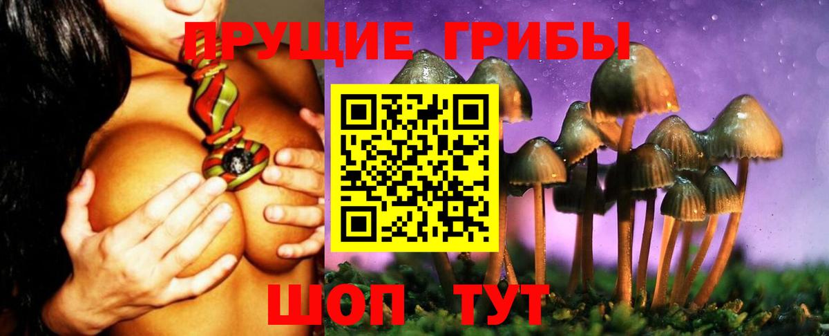 Галлюциногенные грибы Psilocybe  Вход с VPN  Черкесск 